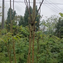纯正红油香椿苗四川产地一手货源产品直销成活率高