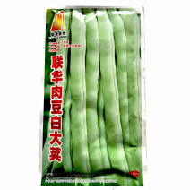 联华肉豆白大夹种子无筋豆白芸豆早熟蔓生白芸豆产量高