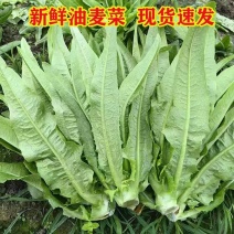 精品河北油麦菜，品质保证，全国直发，可视频看货