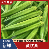 秋葵黄秋葵海南黄秋葵基地直供量大从优对接全国