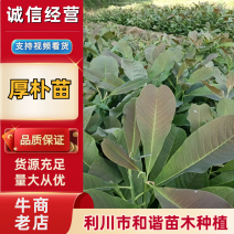 厚朴苗/中药材经济苗木/各种规格有货/现挖现发