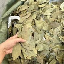 进口香叶月桂叶卤味香料调味料港口一手货整件从优大货对接可