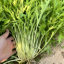 京水菜种子水晶菜千叶生长快白梗易种植四季火锅菜