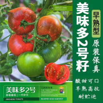 美味多2号草莓番茄种子无限生长早熟酸甜可口番茄味浓