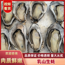 正宗乳山生蚝十斤装一件代发对接电商市场社区团购等