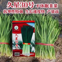 久星30号韭菜种子不休眠抗病抗寒强年割8-9刀
