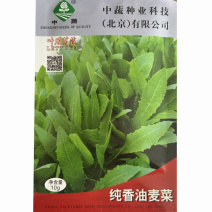 油麦菜种子叶用莴笋耐寒青菜秋冬季四季盆栽农家蔬菜种籽