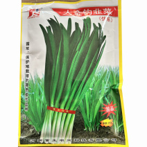 大金钩韭菜种子高产抗病抗倒伏耐热耐寒基地种植