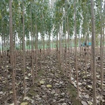 杨树苗1--3公分，107杨树种条基地直发欢迎来电