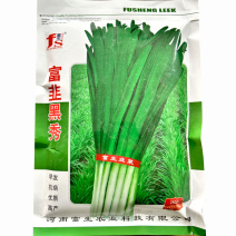 富韭黑秀韭菜种子抗寒抗病越冬高产韭菜速生宽叶粗杆原装韭菜