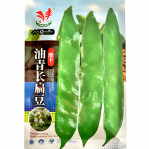 油青长扁豆种子蔓生坐果能力强白花嫩荚翠绿肉厚扁豆种子