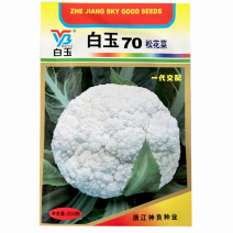 白玉70松花菜种子白青梗耐寒散花球面雪白70天上市