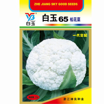白玉65松花菜种子青梗高产散花中熟耐热耐湿基地种