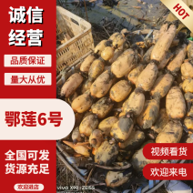 白莲藕湖北莲藕产地直发现挖现发质量保障对接全国市场