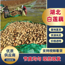 鄂莲6号湖北莲藕大量上市，欢迎老板看货，量大从优