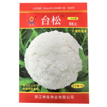台松55天青梗松花菜种子早熟耐热耐湿生长快基地品种