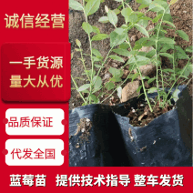北陆蓝莓苗新品种L25、F6、L11钵苗地栽苗大量有货