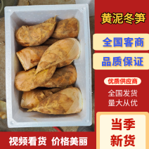 福建精品黄泥冬笋，产地直发，品质保证，量大从优