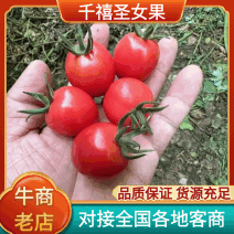莘县千禧圣女果大量上市长期供货欢迎致电