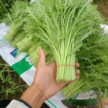 精品茼蒿江苏产地直发供应电商市场全国发货可视频