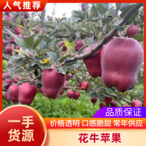 甘肃花牛苹果蛇果货源足按客户需求配货对接各级客商