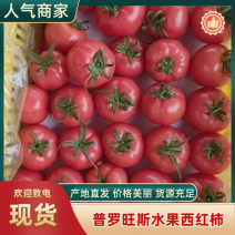 普罗旺斯水果西红柿大量现货，常年代办，货源充足，欢迎采购