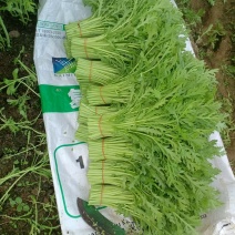 江苏茼蒿基地直发供应电商社区团购市场