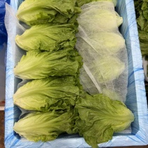 精品罗马生菜，品质保证，价格优惠，专业团队，诚信合作