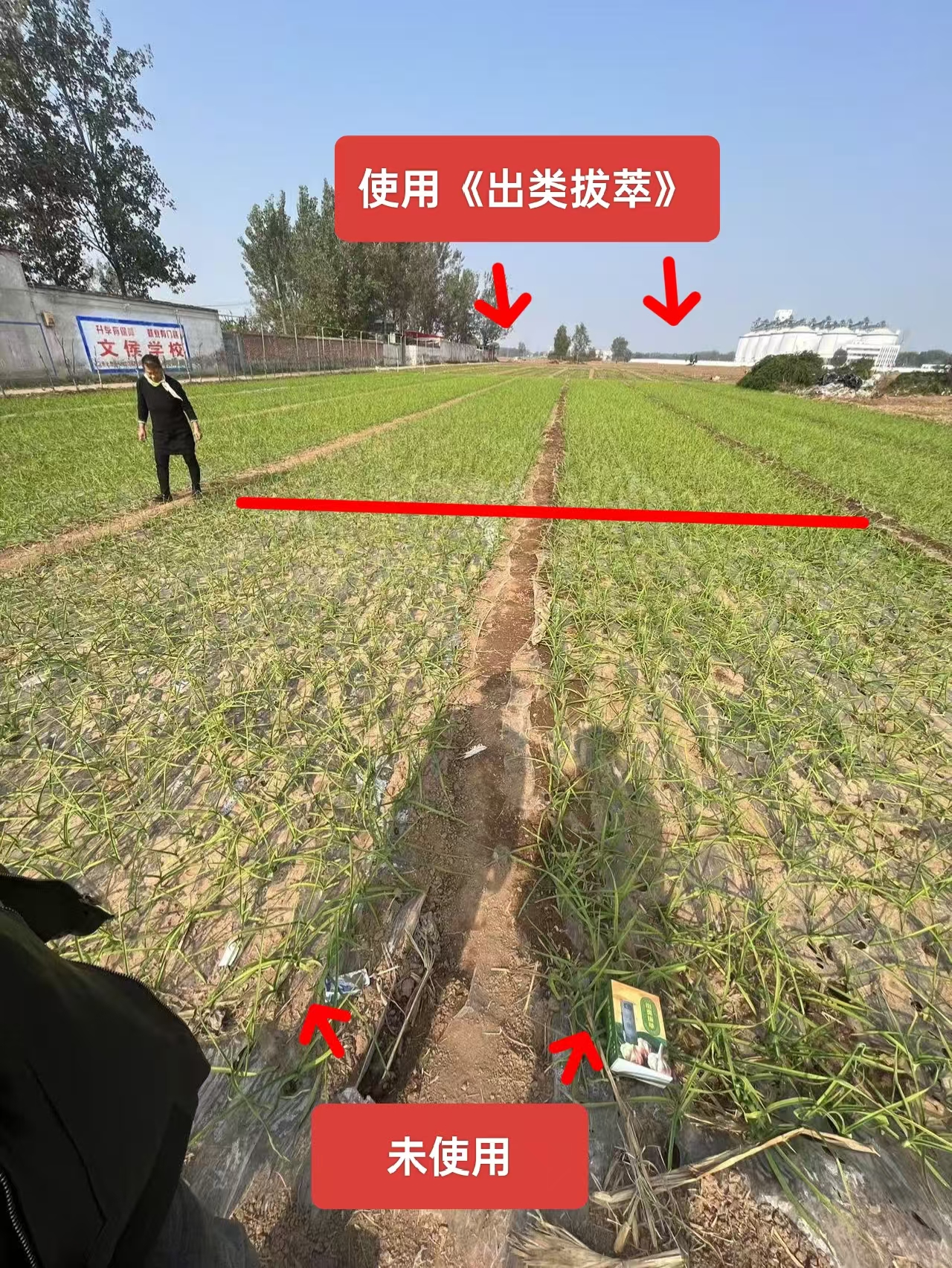 大蒜乙草胺药害与正常生长对比图
