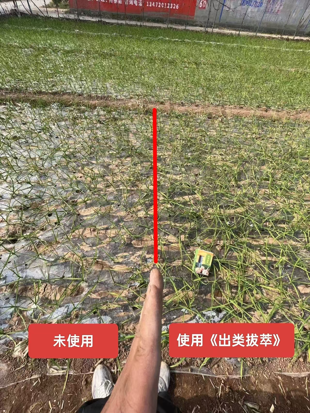 大蒜施肥对比图,显示施肥与未施肥的生长差异 大蒜施肥对比图