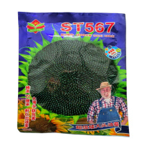 超级矮大头油葵种子ST567抗鸟害出油率高
