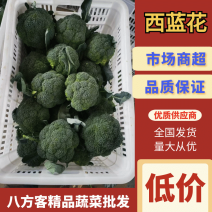 河南南阳西蓝花精品货源价格美丽量大从优欢迎电联