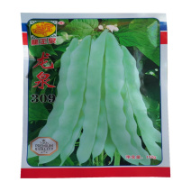 龙泉309芸豆种子无筋高产早熟老来少
