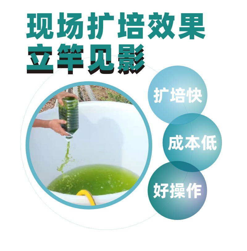 描绘一处白菜田的立体管理场景:远处农民正在操作机械起垄,近处展示不同生长阶段的白菜植株,其中一株被放大显示根部健康状态(白色须根发达);背景标有‘轮作’‘有机肥’‘滴灌’‘药剂防治’等标签,体现全程绿色防控理念 白菜田间综合管理示意图