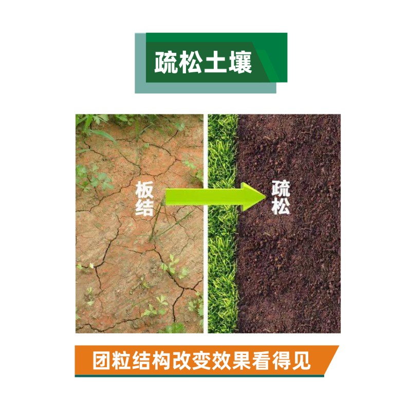 红梅土壤改良前后对比图 红梅土壤改良前后对比图