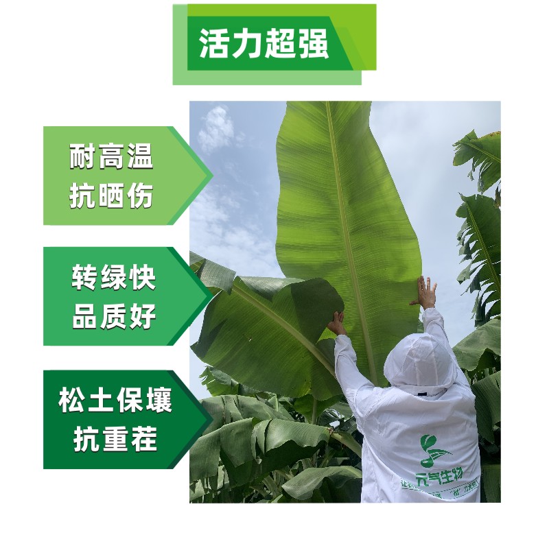 香蕉催熟温湿度控制对照表