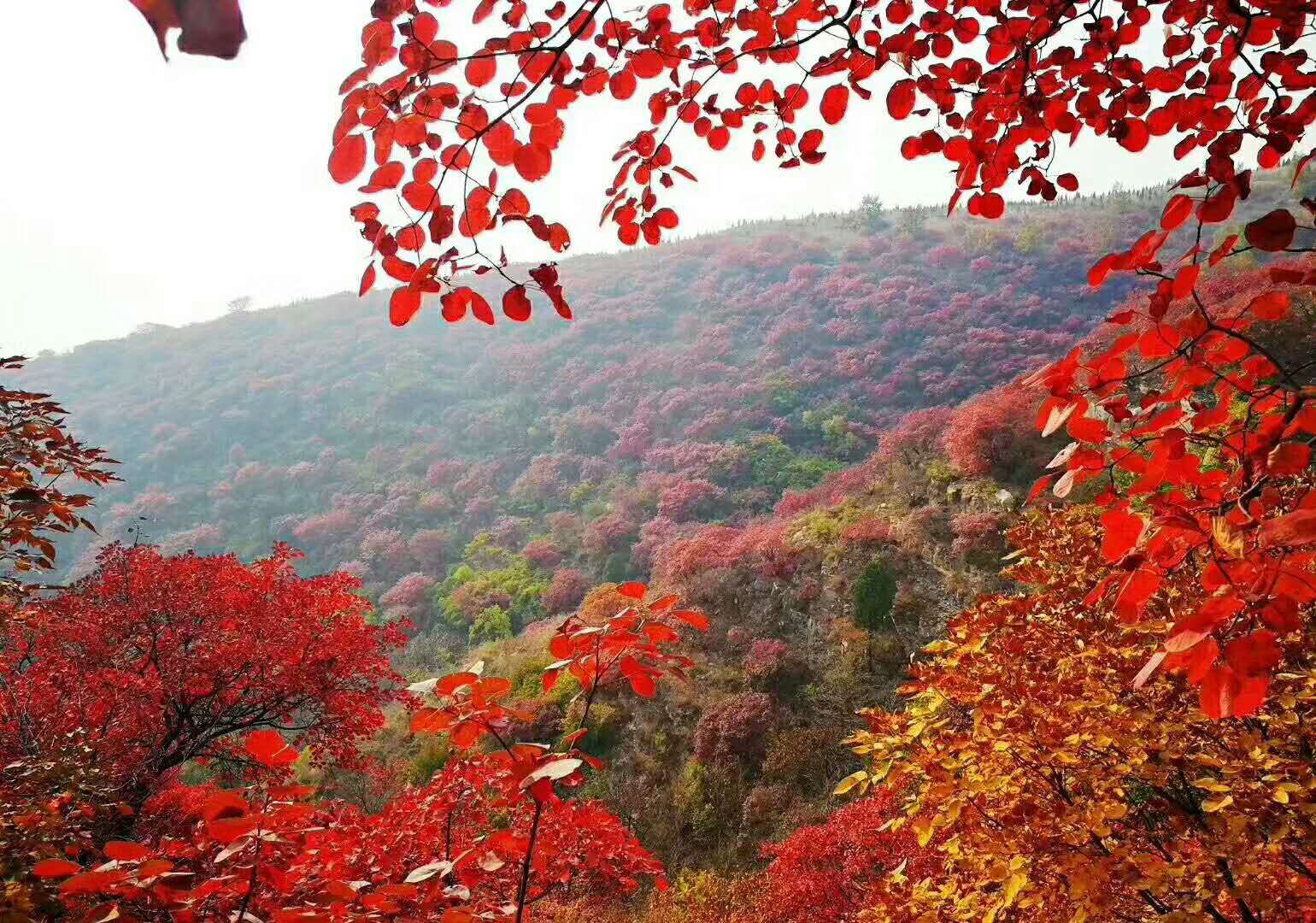 一处位于郊区的生态农庄内,一条蜿蜒的小路由美国红枫‘十月秋红’夹道而成,地面铺满落叶,几位家长带着孩子正在进行自然写生活动,树干上挂着二维码标识牌,扫码可查看树木生长日记,体现智慧农业与休闲旅游融合的应用场景 美国红枫‘十月秋红’在生态农庄中的实际应用场景