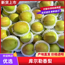 河北精品红香酥梨产地直发一条龙服务欢迎实地考察批发电商