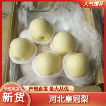 【热卖中】河北皇冠梨产地一手货源现货现发物美价廉批发电商