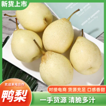 鸭梨产地一手货源可按需包装保质保量常年大吨位供应市场批发