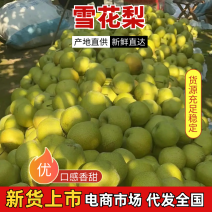 【热卖中】河北雪花梨青皮雪梨大量供应市场可提供一条龙服务