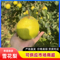 【一手货源】正宗雪花梨河北雪梨可视频看货以质论价量大从优