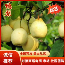 鸭梨脆甜多汁，大量上市价格优惠新客减免欢迎实地考察批发