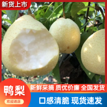 鸭梨正宗河北鸭梨，实力供应皮相好价格优批发电商团购商超