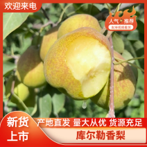 【实力供货】河北红香酥梨产地直发一条龙服务欢迎实地考察