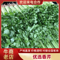 【精品】山东聊城精品毛芹山芹产地直发货源稳定！