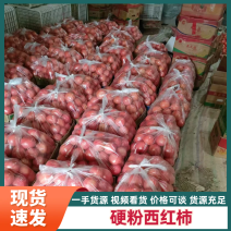 山东菏泽定陶黄店西红柿大量现货电商超市市场都有。谢谢合作