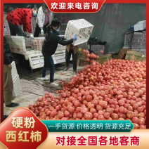 山东菏泽定陶黄店西红柿大量现货电商市场超市都有货，现货，
