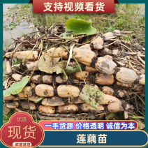 【藕苗】巨无霸鄂莲6号藕苗新35藕苗品种齐全