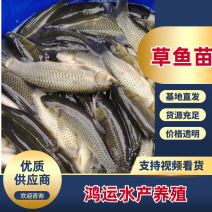 【送消毒水】精品草鱼苗大量出售提供指导品种多电话联系